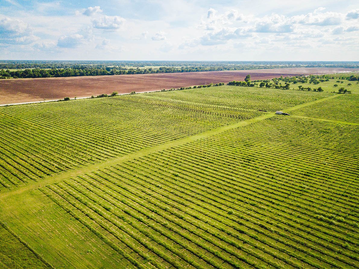 Why buy directly from a sod farm