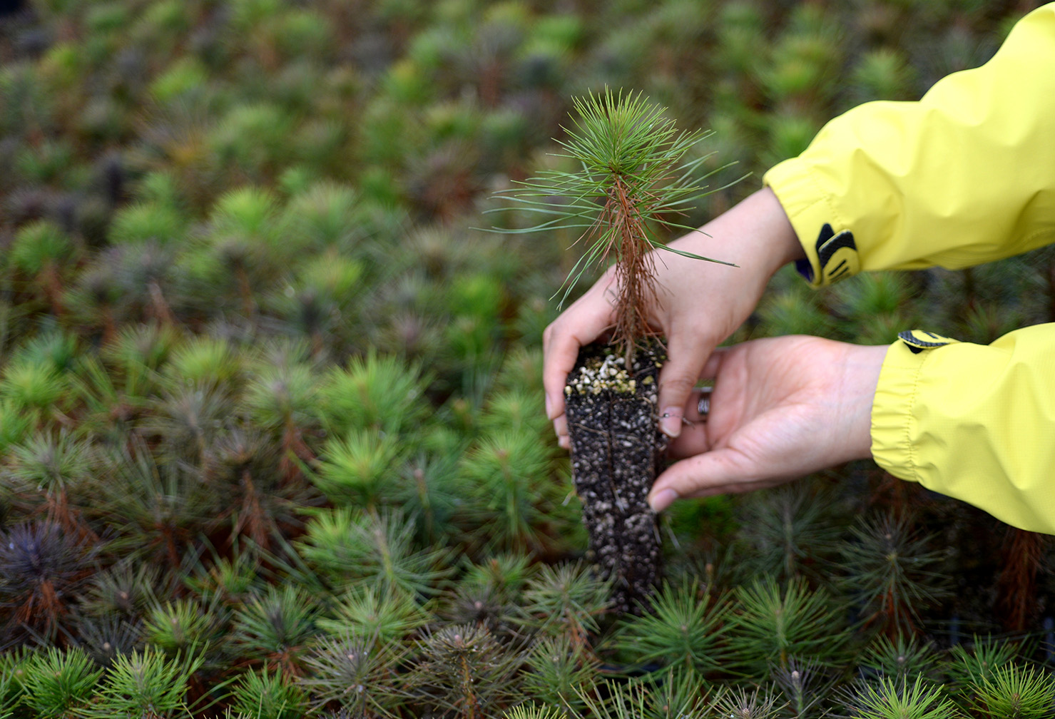 How to Select a Healthy Tree That Matches Your Needs