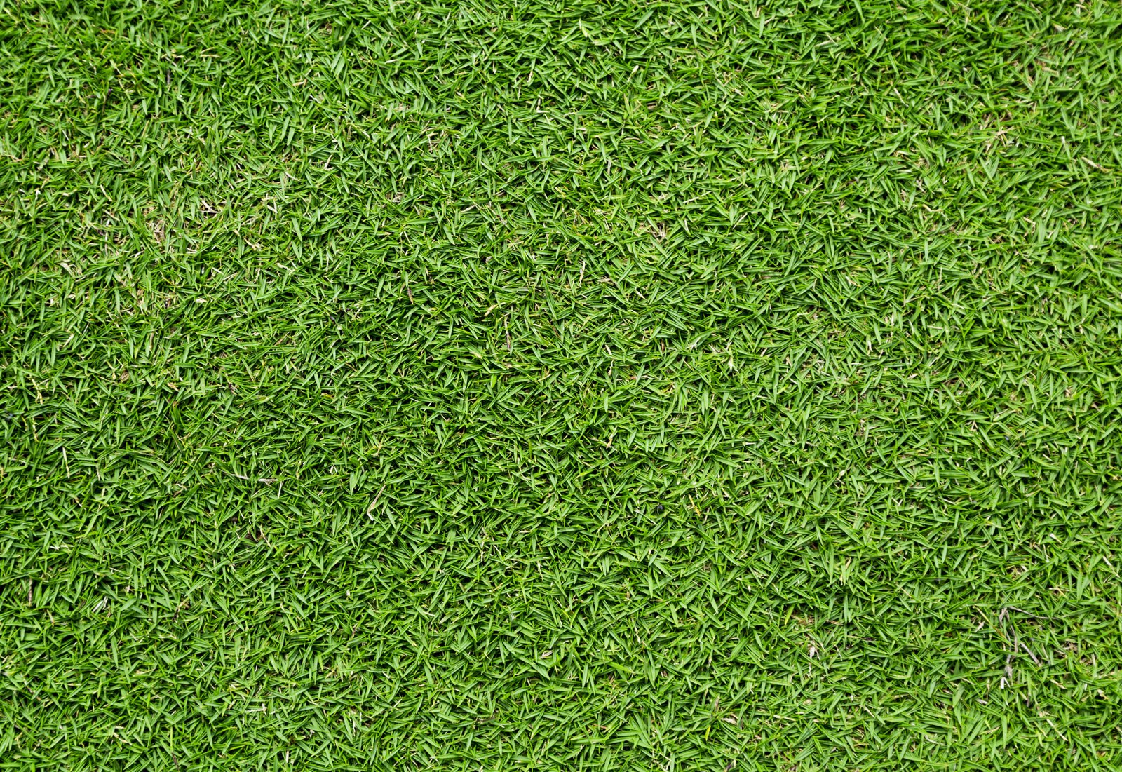 Tifway 419 Bermuda Grass: Maintenance and Uses