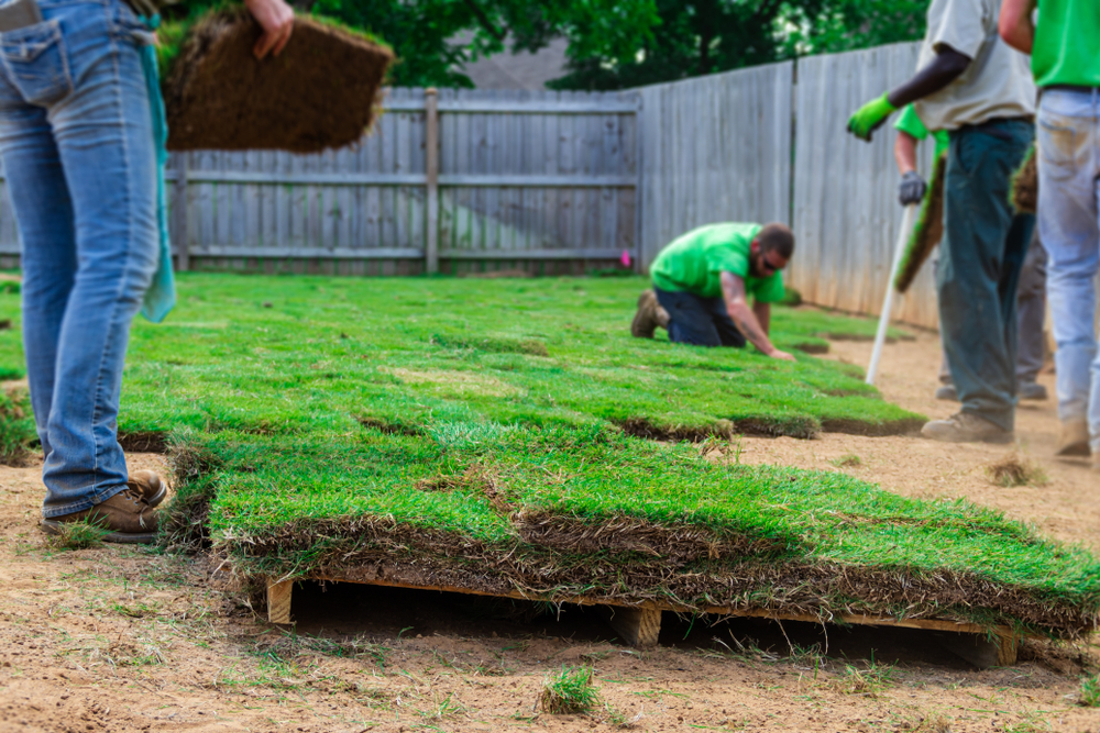 Do I Need a Sod Installation Company?